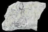 Plate Of Silurian Fossil Algae (Leveillites) - Estonia #102617-1